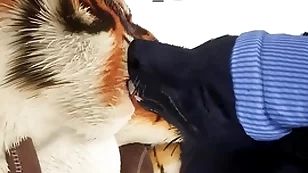 Wolf gives tiger an betimes christmas present - wildlife