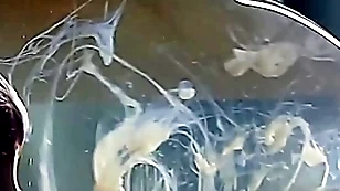 Guy cums in a condom filled with water